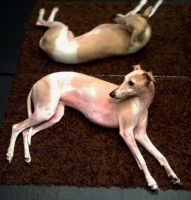 hund, doppelter...